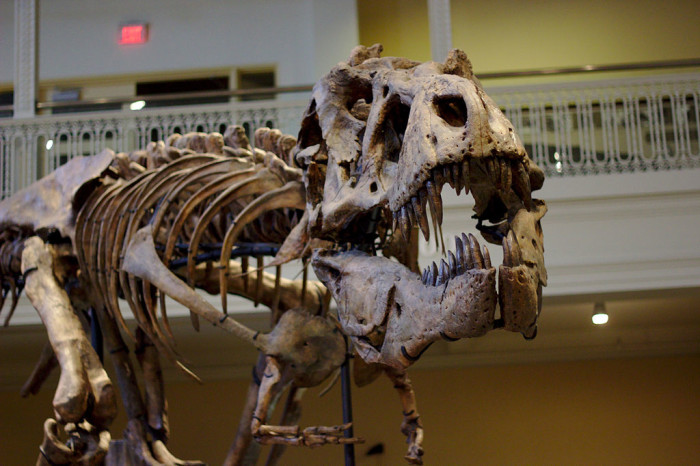 Dinosaurs_in_Their_Time,_Carnegie_Museum_of_Natural_History,_2013-12-14_03