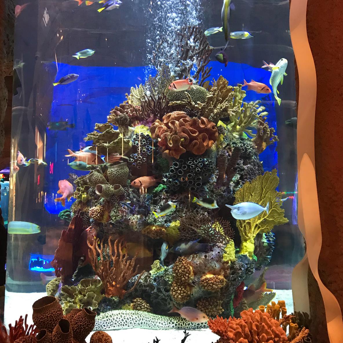 Would you ever consider using an artificial coral reef for your tank? See  why this guy is considering it and give y… - Artificial coral, Artificial  reef, Coral reef