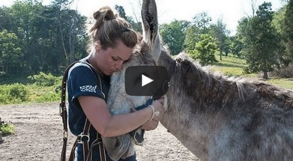 These Rescued Horses In West Virginia Will Touch Your Heart Today