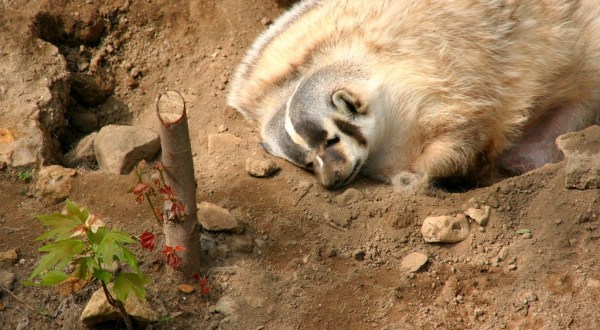 10 Photos Of Wildlife In Wisconsin That Will Drop Your Jaw