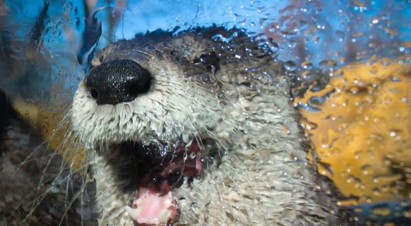 7 Incredible Zoos In Indiana You Have GOT To Check Out Right Now