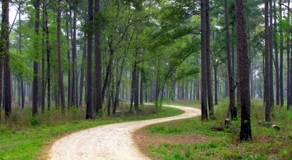 These 5 Enchanting National Forests In Texas Will Take Your Breath Away