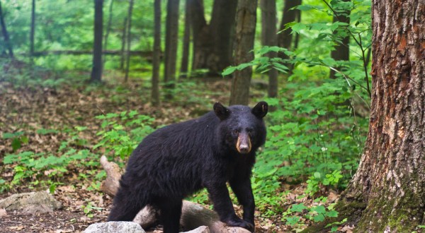 16 Photos Of Wildlife In New Jersey That Will Drop Your Jaw