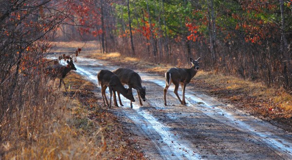 15 Photos Of Wildlife In Minnesota That’ll Drop Your Jaw