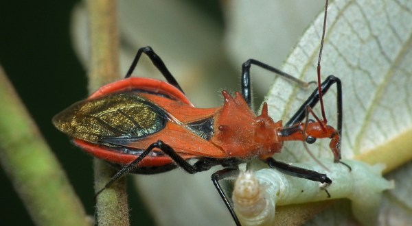 These 10 Bugs Found in Missouri Will Send Shivers Down Your Spine