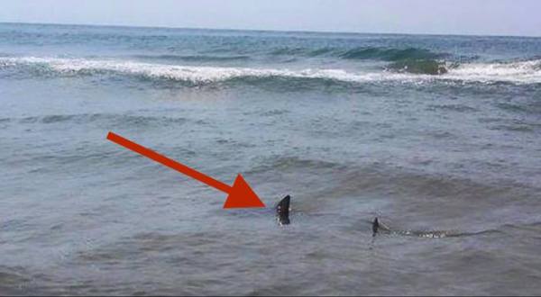 South Carolina Coast Becomes Dangerous As Sharks Move In