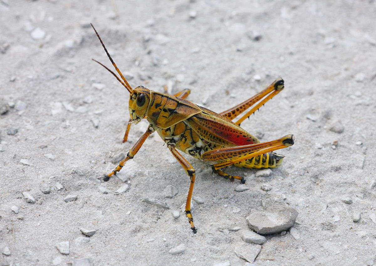10 Incredible Insects You Can Find in Louisiana