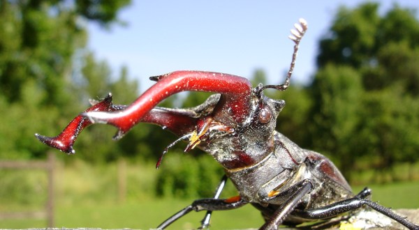 These 15 Bugs Found In Ohio Will Send Shivers Down Your Spine
