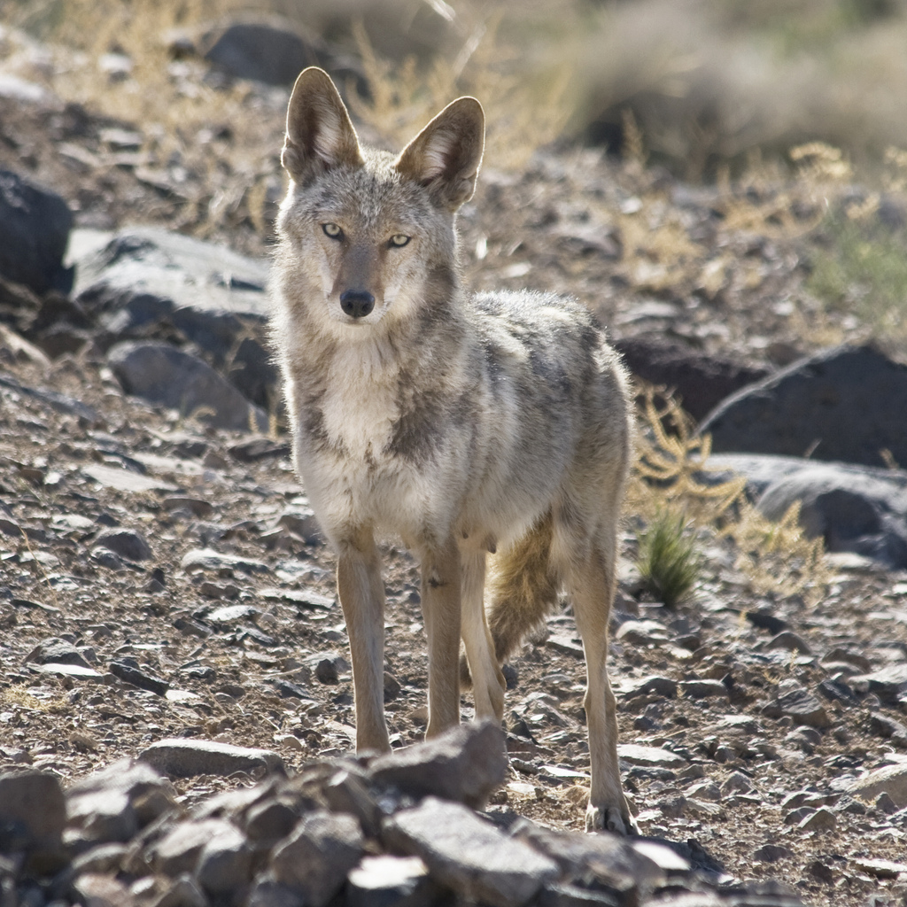 Living With Wildlife - Nevada Wildlife
