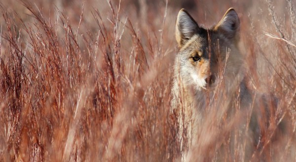 15 Photos Of Wildlife In Kansas That Will Drop Your Jaw