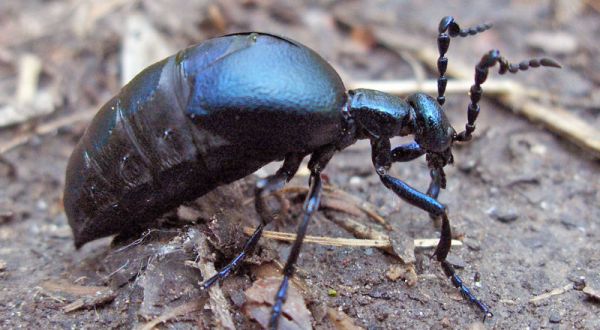 These 10 Bugs Found In Florida Will Send Shivers Down Your Spine