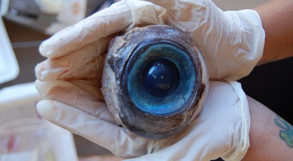 The 5 Weirdest Things That Have Washed Up On Florida Shores