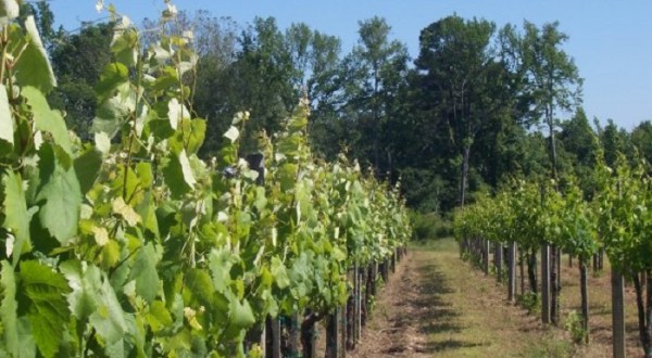 These 7 Beautiful Vineyards In Alabama Are A Must-Visit For Everyone