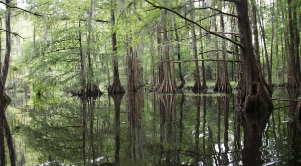 9 Amazing Parks In Louisiana That You Have To Visit