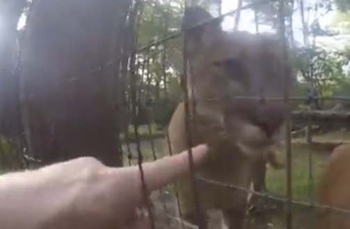 What This Man Did At An Ohio Zoo Was Astounding…And Caught On Video