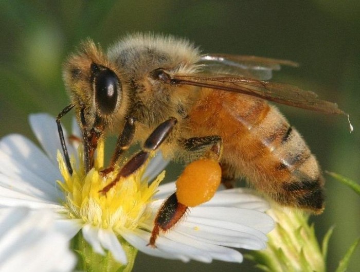 Honeybee_DavidCappaert_MichStateUniv_Bugwood.org_