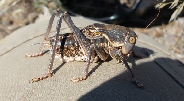 These 14 Bugs Found in Utah Will Send Shivers Down Your Spine