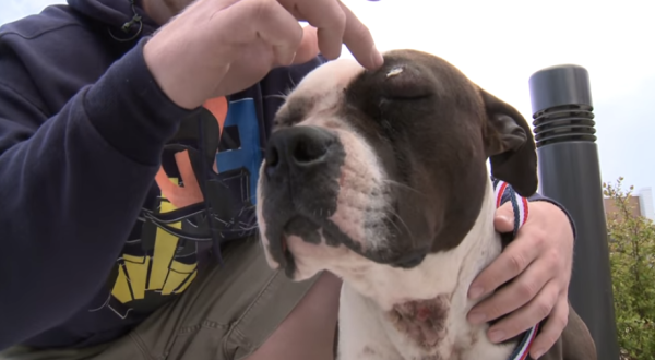 You Won’t Believe What This Heroic Dog In Virginia Did To Save His Owners