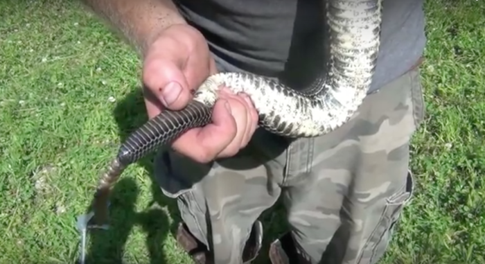 This Wild Video Of Rattlesnake Hunters In Pennsylvania Will Rattle Your Cag...