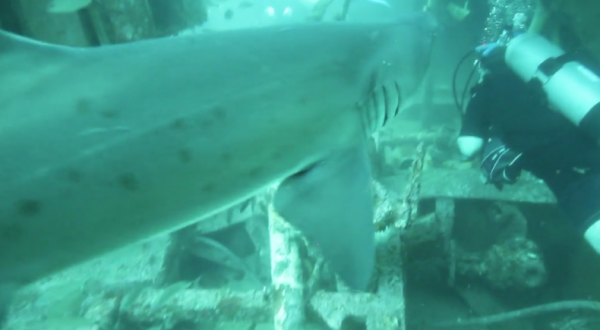 This Video Of Divers Swimming With Sharks Off The North Carolina Coast Will Send Shivers Down Your Spine