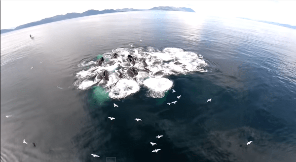 Amazing Video Of Humpback Whales Feeding Off The Shores Of Alaska
