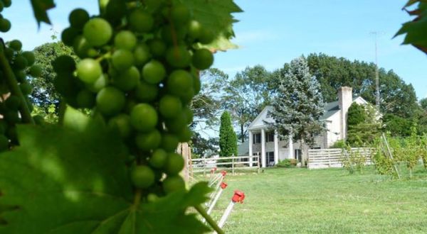 These 10 Beautiful Wineries And Vineyards In New Jersey Are A Must-Visit For Everyone