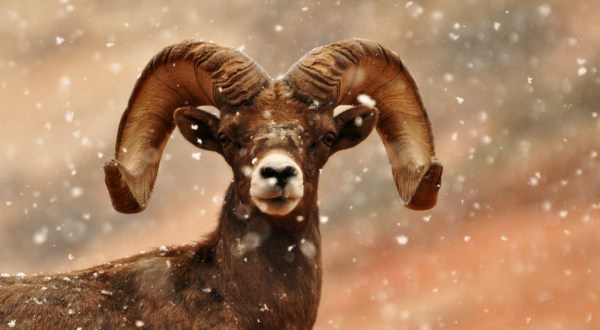 30 Photographs of Wildlife in Utah that will Drop Your Jaw
