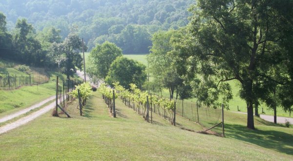 These 12 Beautiful Wineries And Vineyards In West Virginia Are a Must-Visit For Everyone