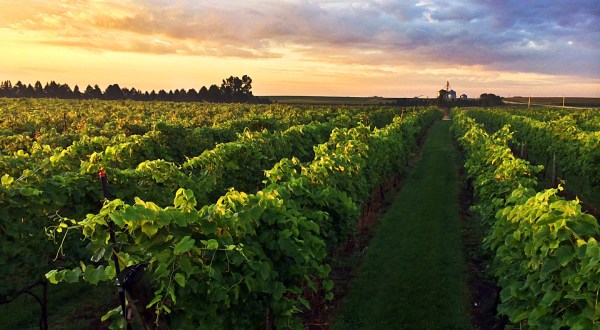 These 20 Beautiful Wineries In Minnesota Are a Must-Visit For Everyone