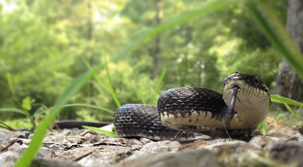 13 Photos Of Wildlife In West Virginia That Will Drop Your Jaw