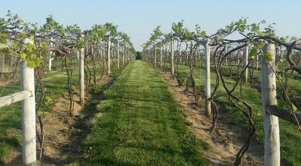 These 10 Beautiful Wineries In Illinois Are a Must-Visit For Everyone