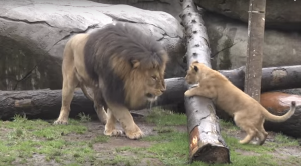 An Oregon Zoo Lion Meets His Cubs For The First Time… And The Result Is Adorable
