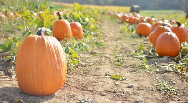 Don’t Miss These 10 Great Pumpkin Patches In Pennsylvania This Fall