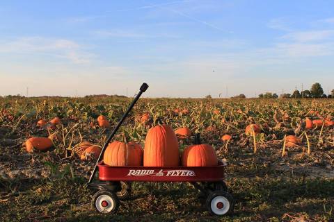 Don’t Miss These 12 Great Pumpkin Patches In Indiana This Fall