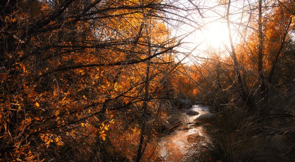 The Fall Foliage At These 6 State Parks In Arizona Is Stunningly Beautiful