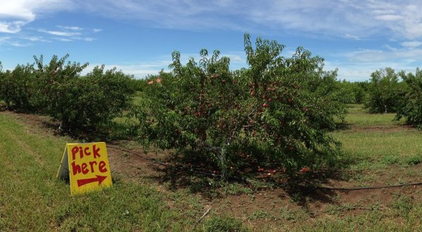 10 Places In Kansas Where You Can Pick Your Own Delicious Food