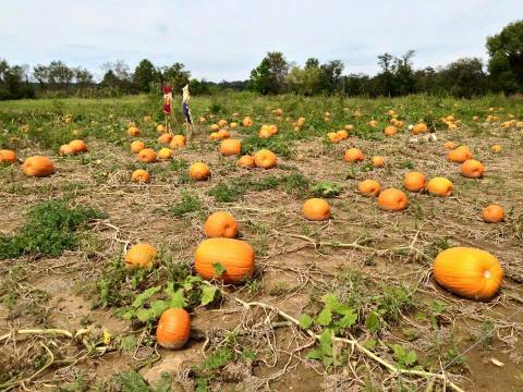 Don't Miss These 7 Great Pumpkin Patches In Ohio This Fall
