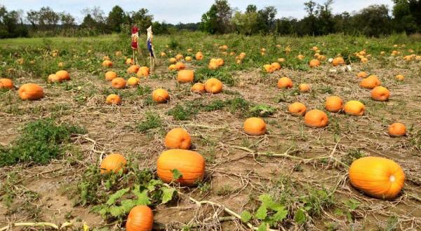 Don’t Miss These 7 Great Pumpkin Patches In Ohio This Fall