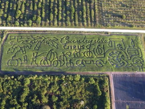 12 Awesome Corn Mazes In Florida You Have To Do This Fall