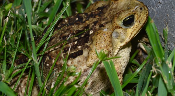 These Giant Toads Found In Florida Can Kill Your Pet In Minutes