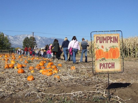 Don't Miss These 9 Great Pumpkin Patches In Nevada This Fall Season
