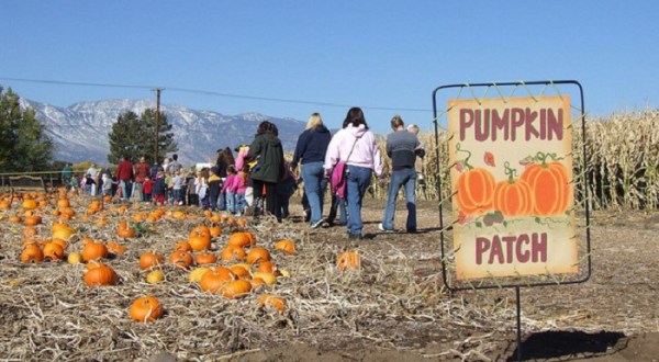 Don’t Miss These 9 Great Pumpkin Patches In Nevada This Fall Season