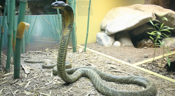 An 8 Foot Long Terrifying King Cobra Is On The Loose In Florida – OMG