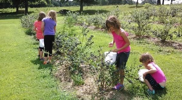 15 Places in Missouri Where You Can Pick Your Own Delicious Food