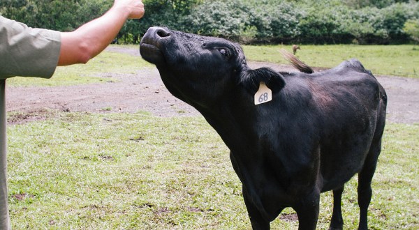 8 Little Known Places In Hawaii Where Animal Lovers Should Go