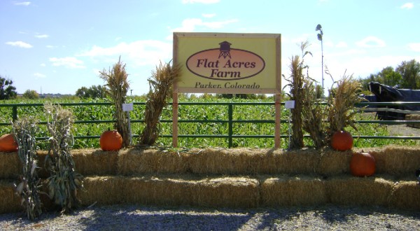 Don’t Miss These 10 Great Pumpkin Patches In Colorado This Fall