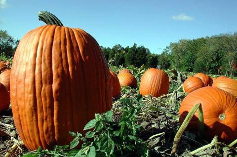 Don't Miss These 8 Great Pumpkin Patches In Alabama This Fall Season