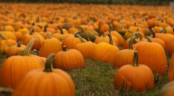 Don’t Miss These 7 Great Pumpkin Patches In South Carolina This Fall