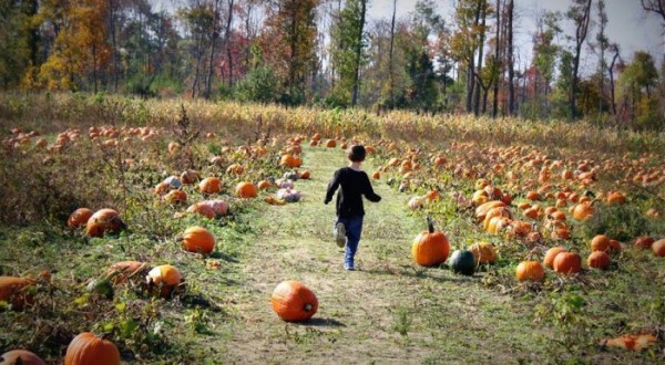Don’t Miss These 11 Great Pumpkin Patches In New Jersey This Fall