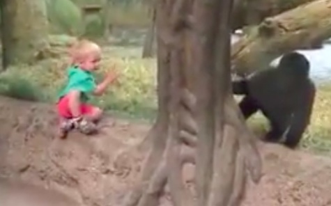 What This Kid And Gorilla Do At The Columbus Zoo Is Adorably Priceless